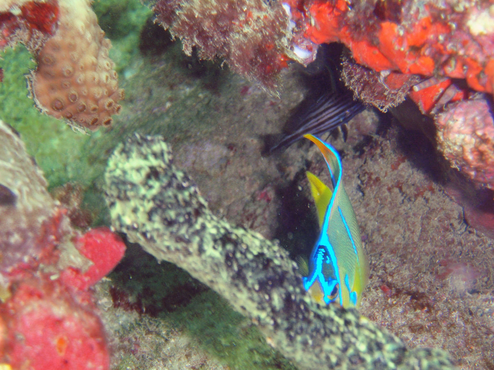 Pompano Drop-Off Beach Dive