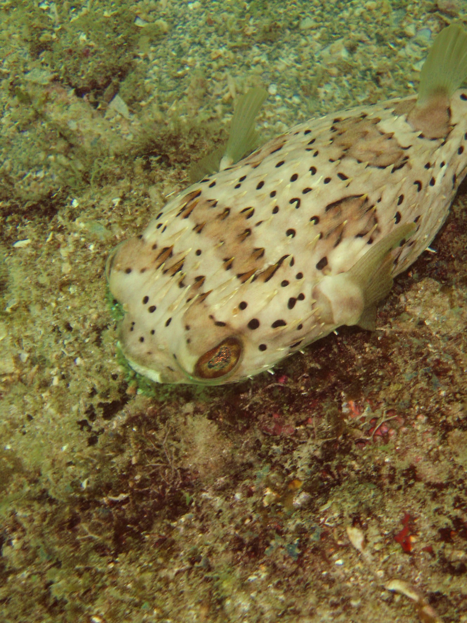 Pompano Drop-Off Beach Dive