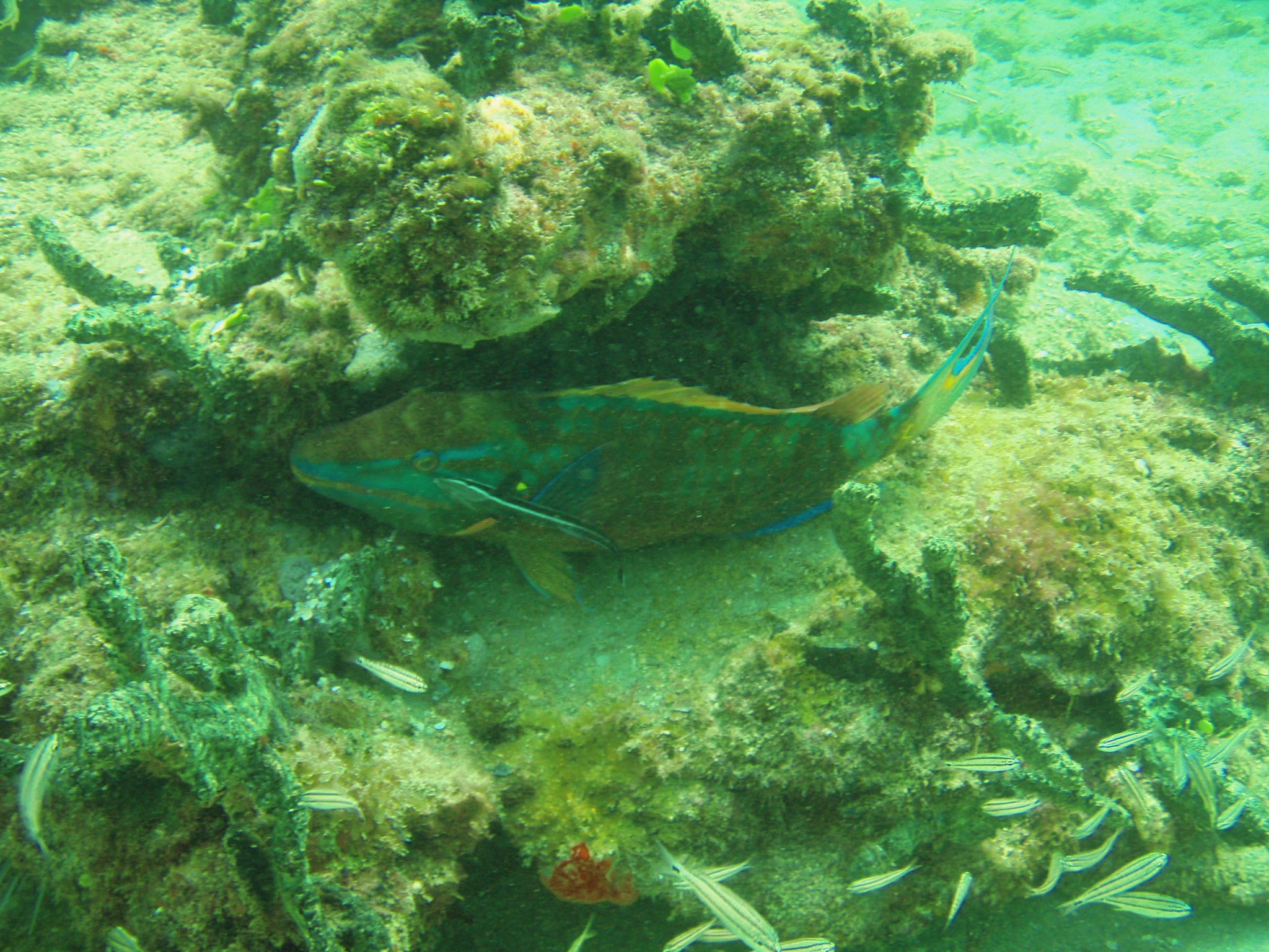 Pompano Drop-Off Beach Dive