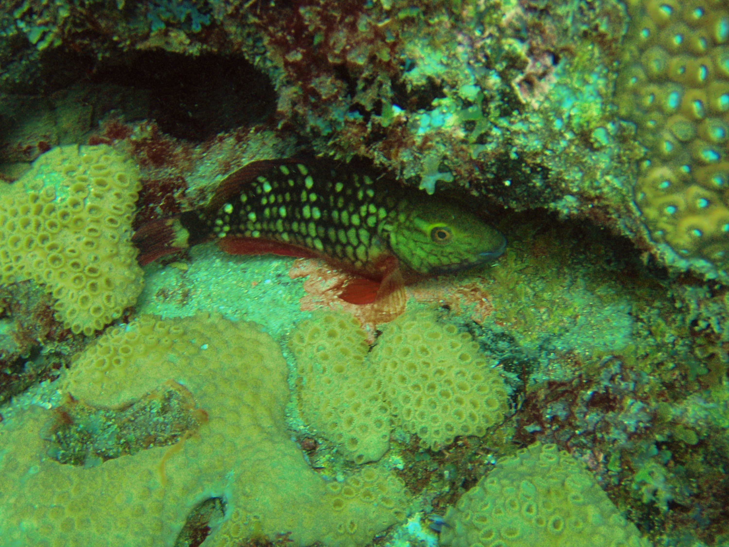 Pompano Drop-Off Beach Dive