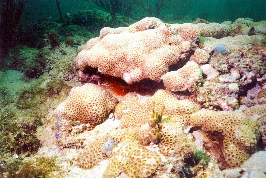 Pompano Reef