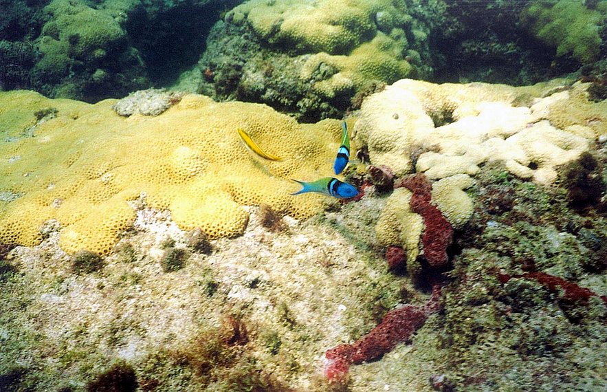 Pompano Reef