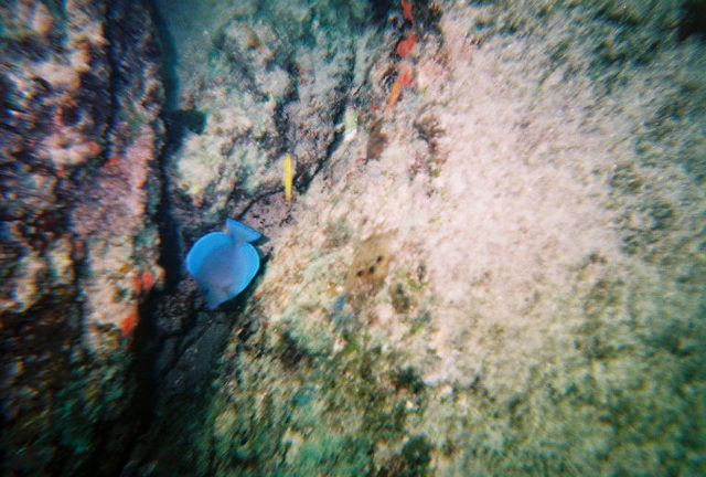 pompano