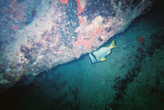 pompano