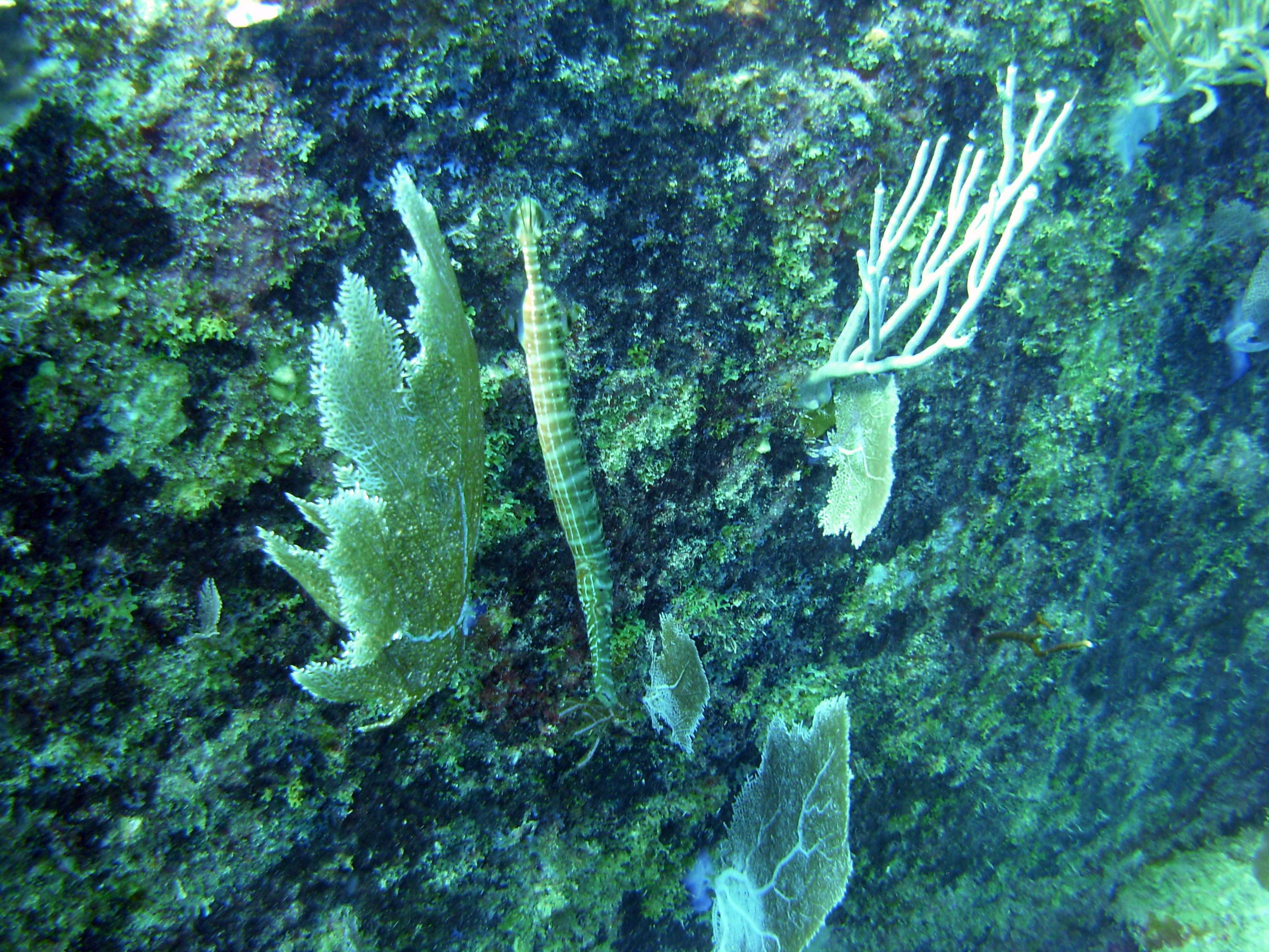 Poor Stubbs!  (Trumpetfish)