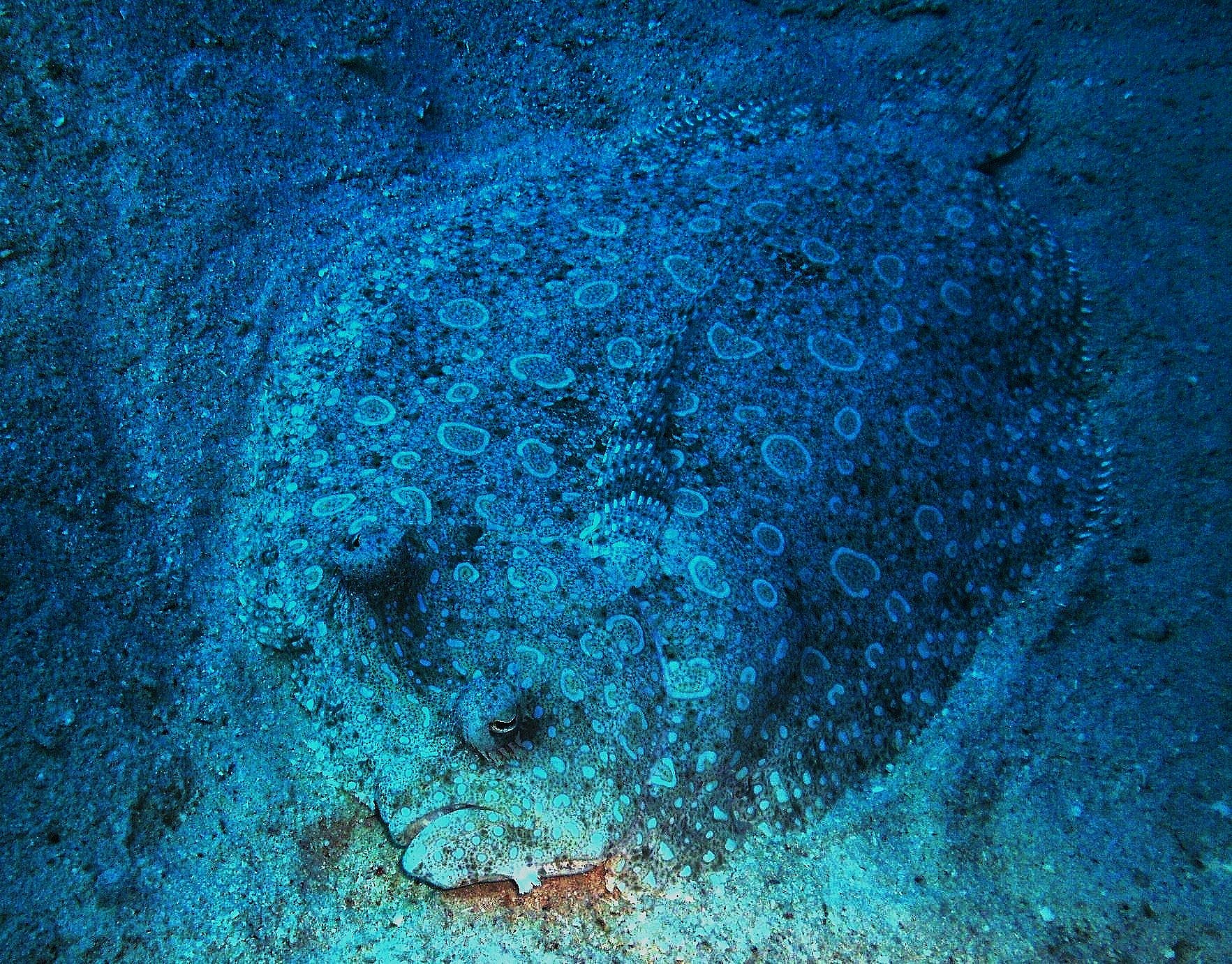 Poorly lighted flounder hiding