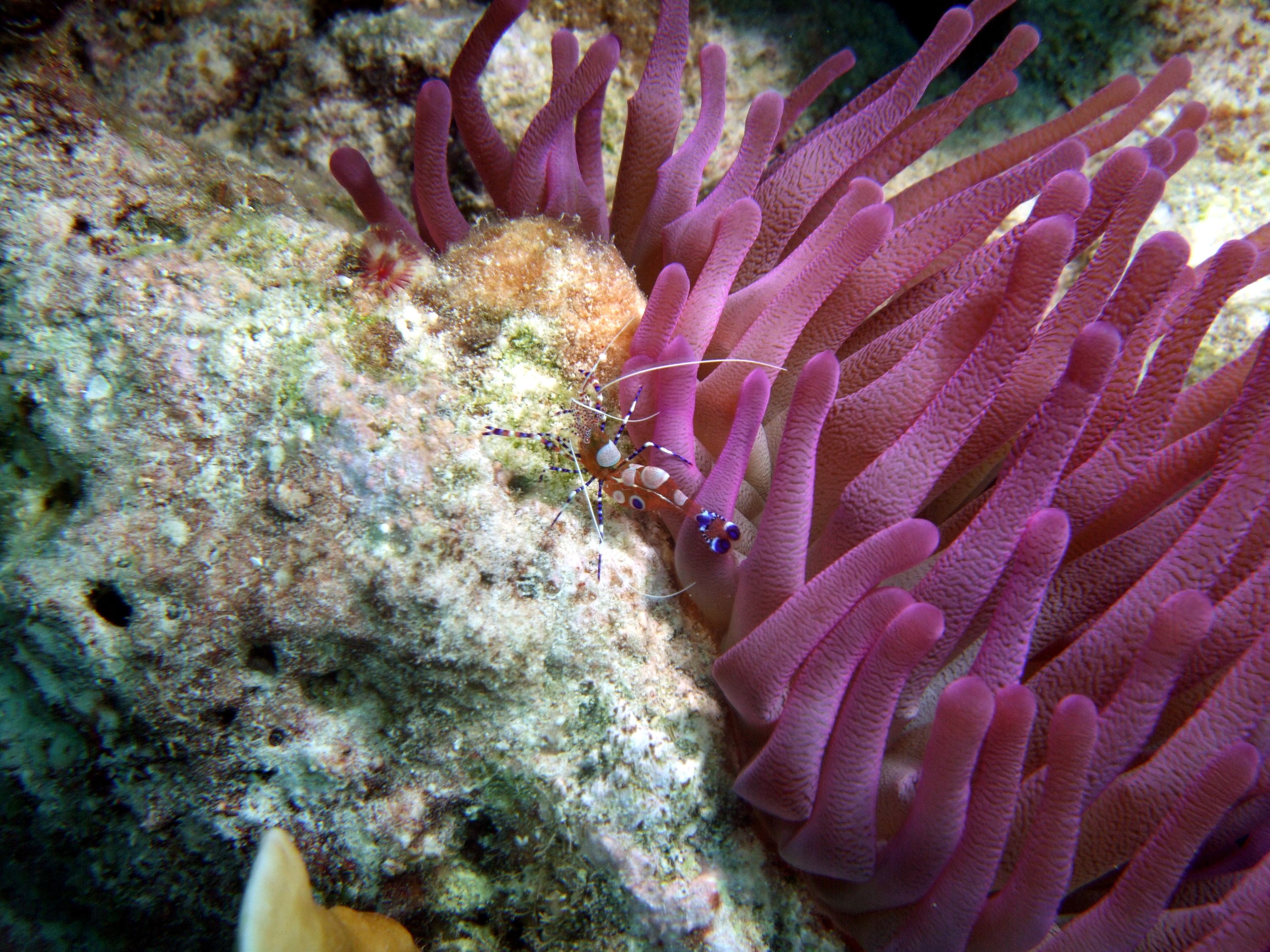 popcorn shrimp and purple sea anemone