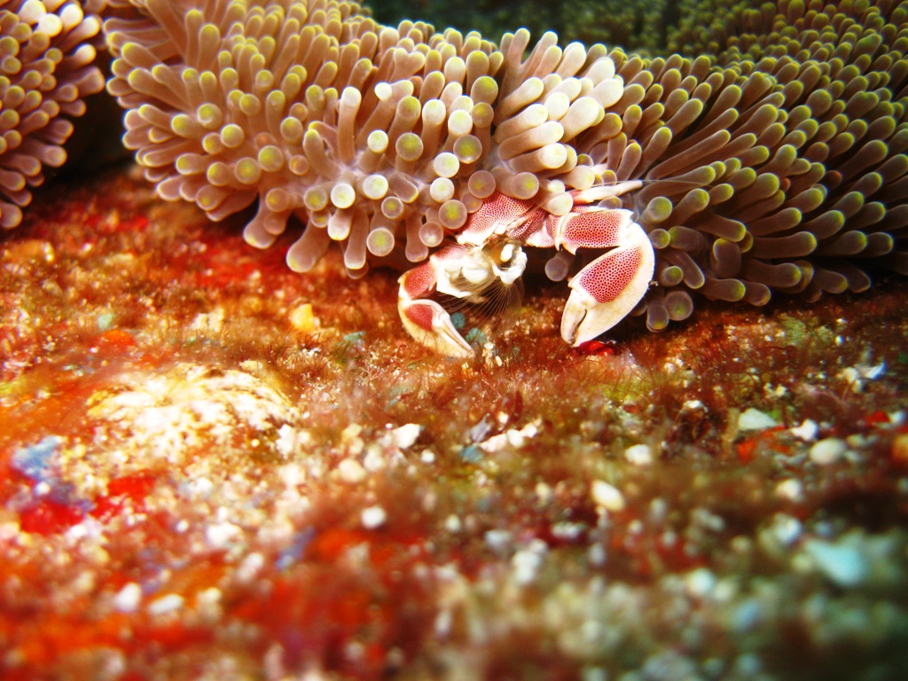 Porcelain anemone crab