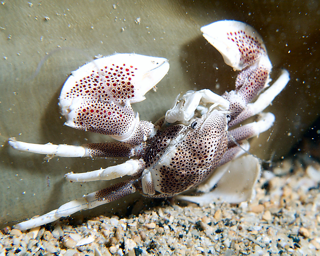 Porcelain crab at Schumann Island