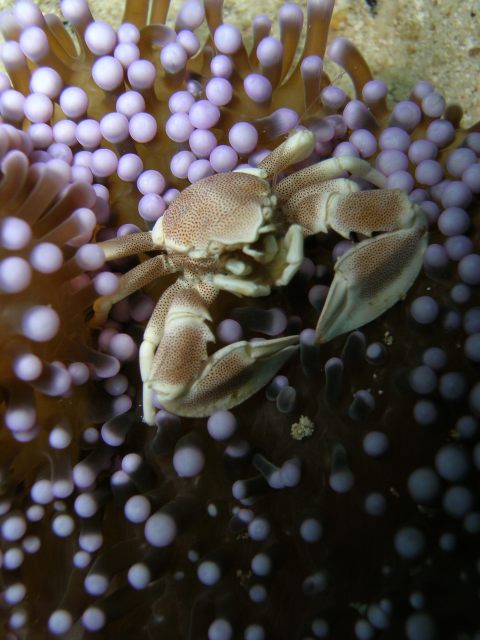 Porcelain Crab (Neopetrolisthes maculosus)