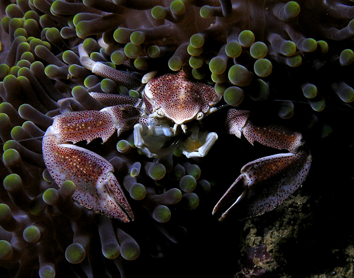 Porcelain crab nestled in