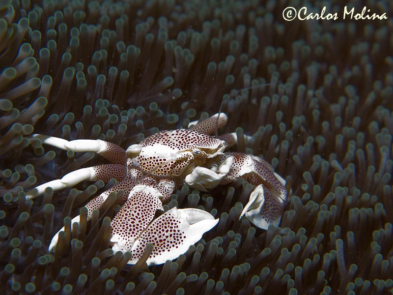 Porcelain crab