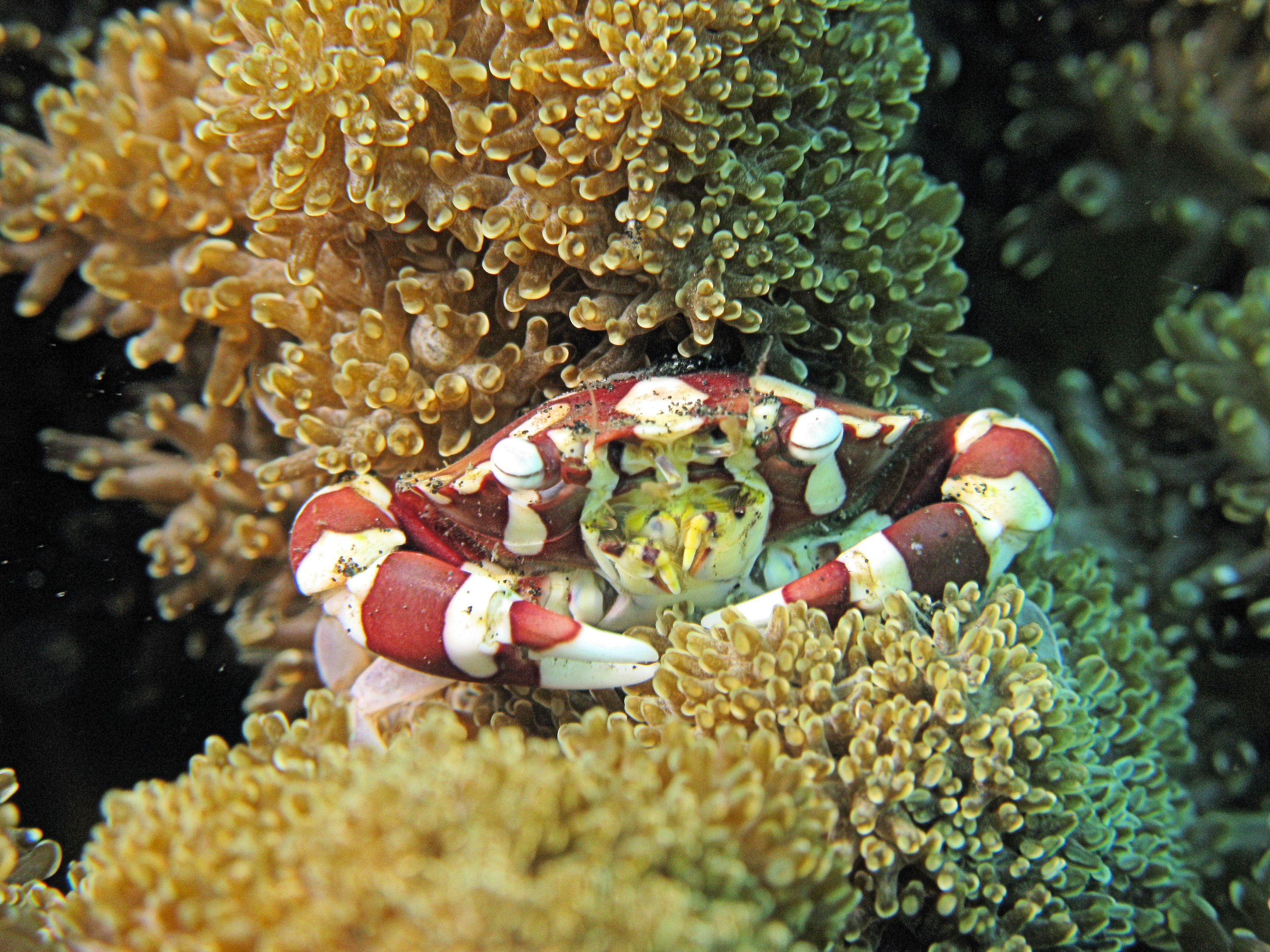 Porcelain crab