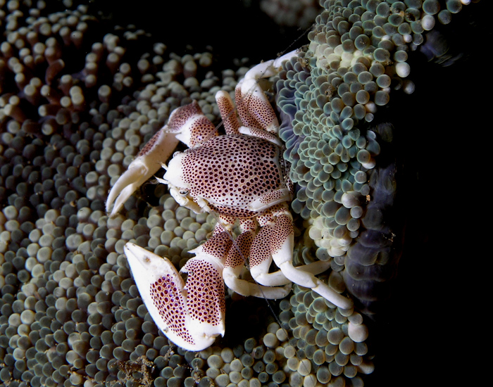 Porcelain Crab