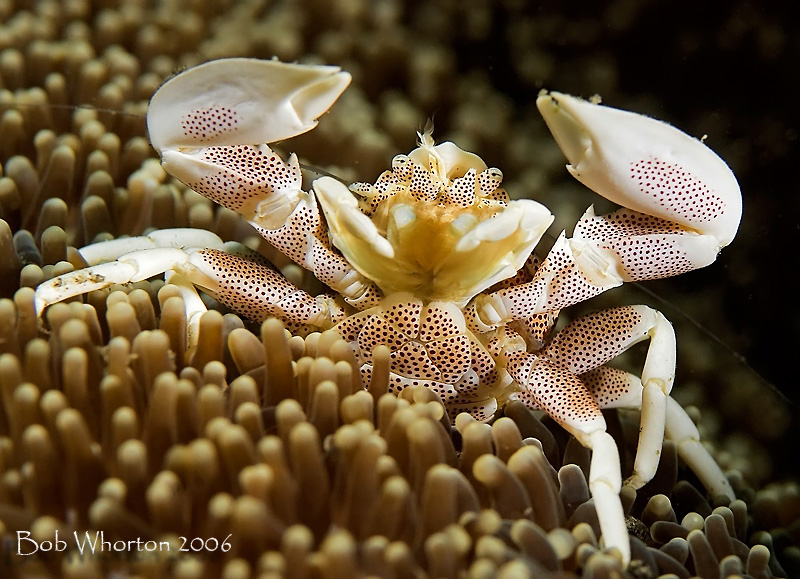 Porcelain Crab