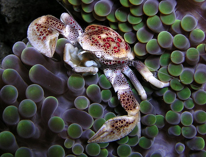 Porcelain Crab