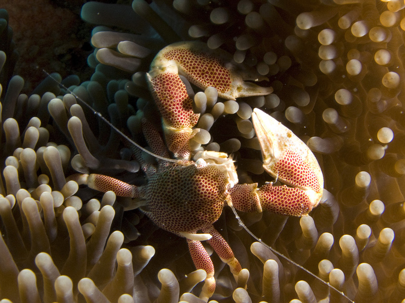 Porcelain Crab