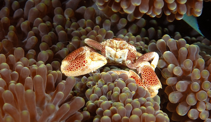 Porcelian Crab PG, Philippines