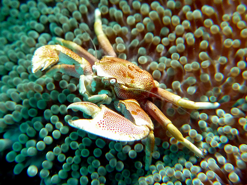 Porcellan crab