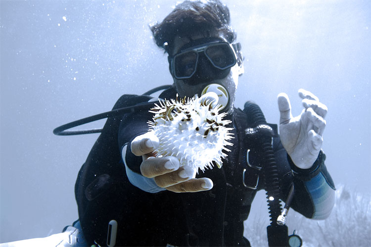 Porcupine Fish and Jesus