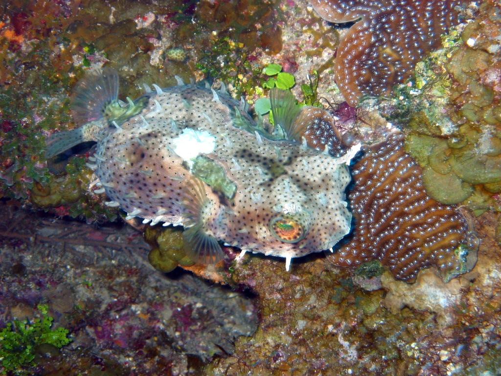 Porcupine Fish - Roatan