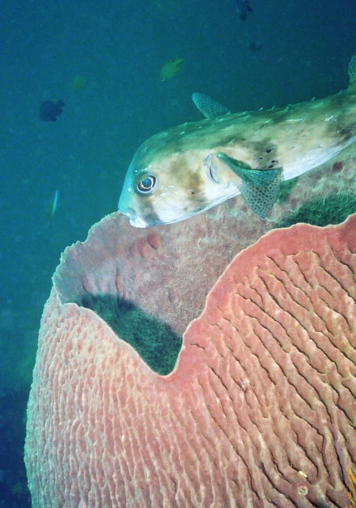 porcupine fish & sponge