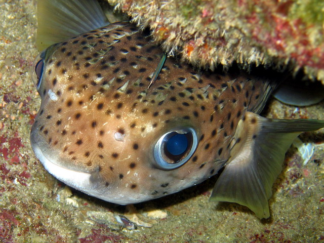 Porcupine Fish with Pipefish