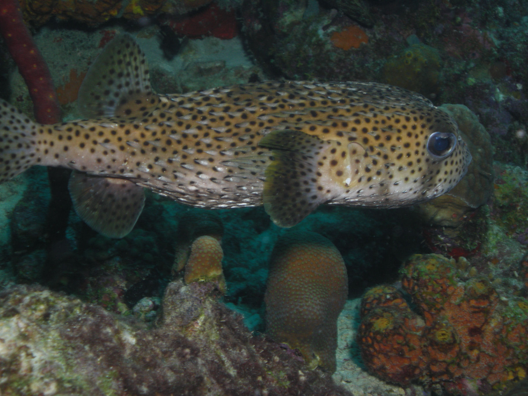 Porcupine Fish