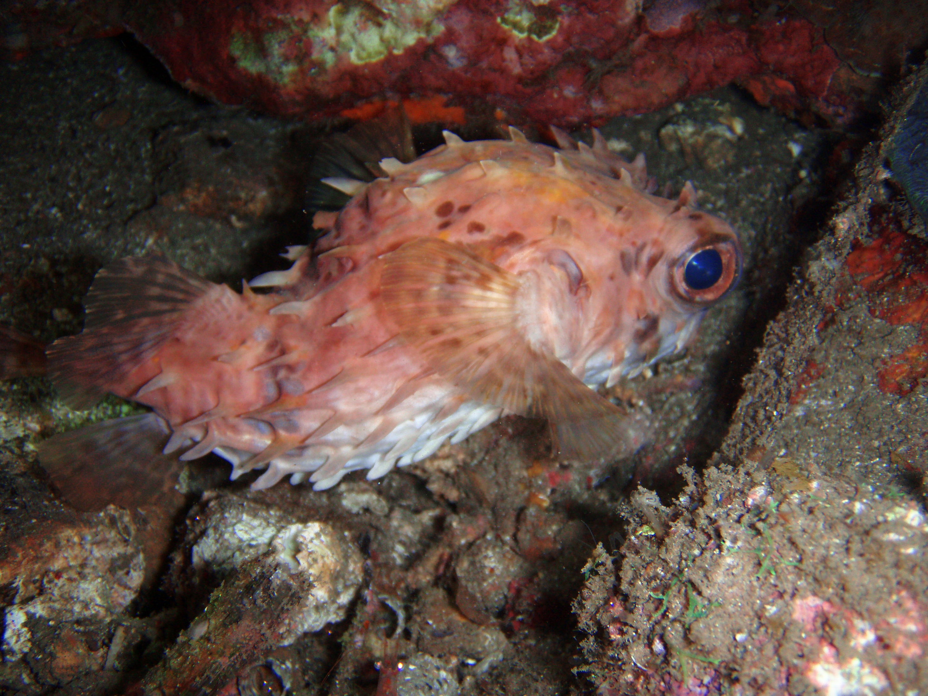 Porcupine Fish