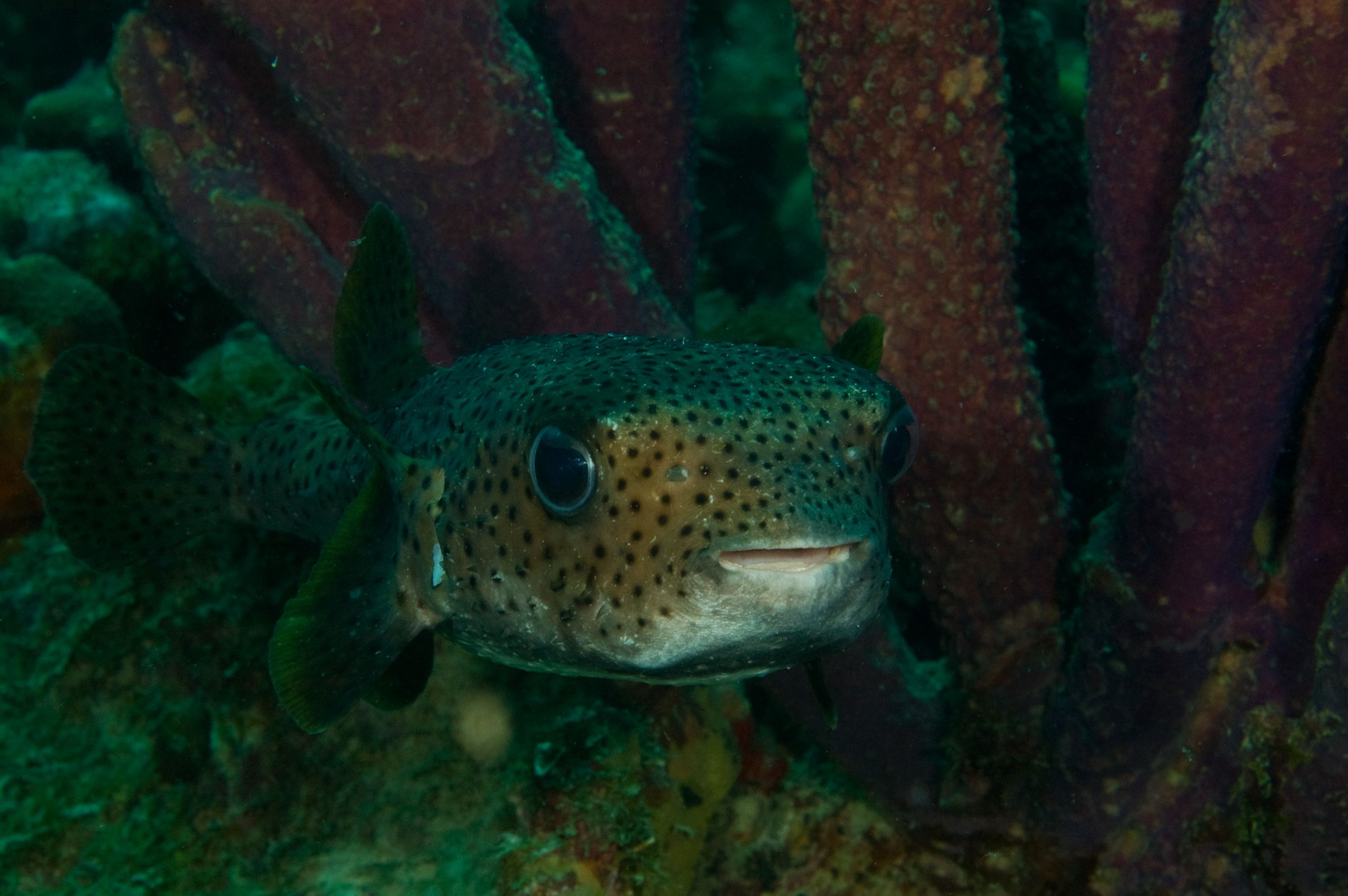 Porcupine Fish