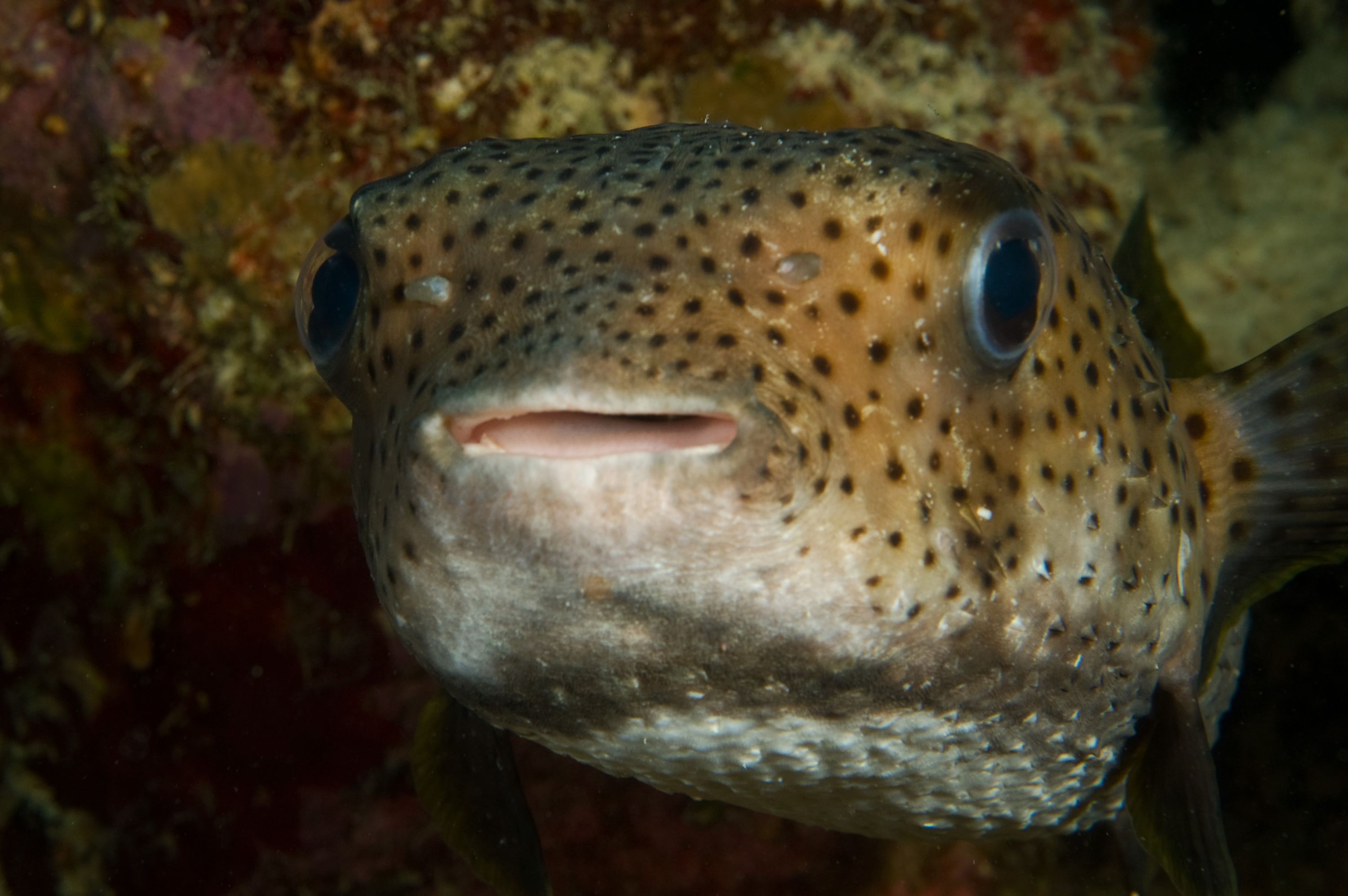 Porcupine Fish