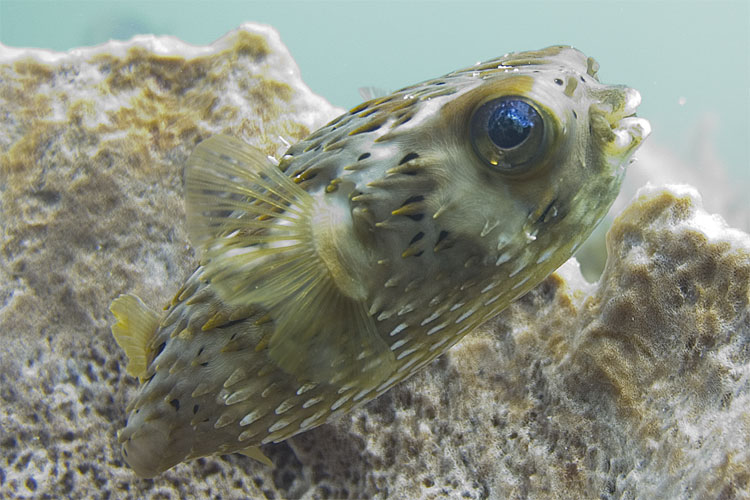 Porcupine Fish