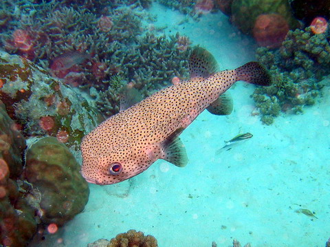 Porcupine Fish