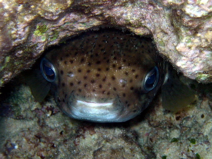 Porcupine Fish