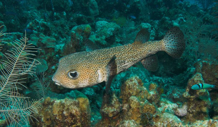 Porcupine Fish