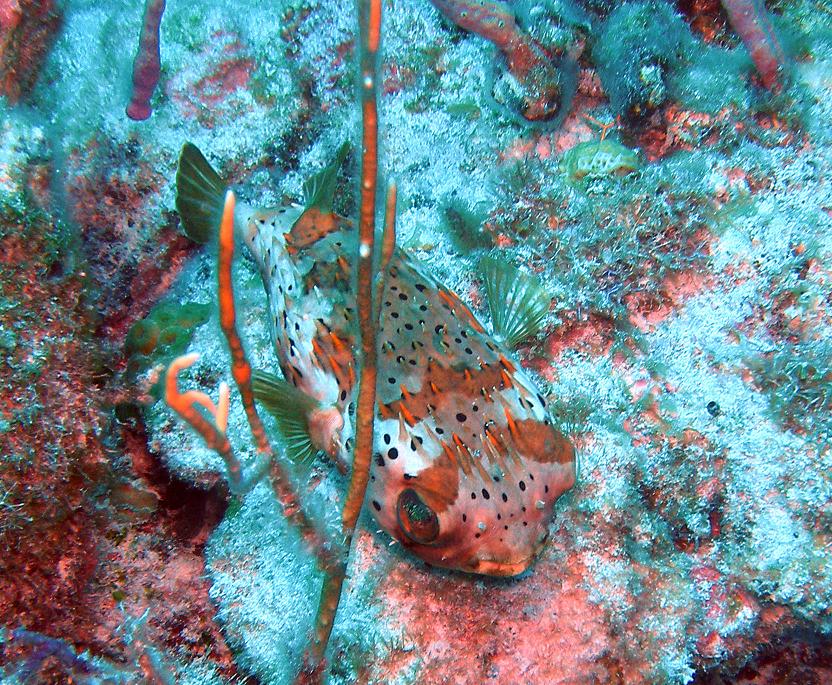 Porcupine fish