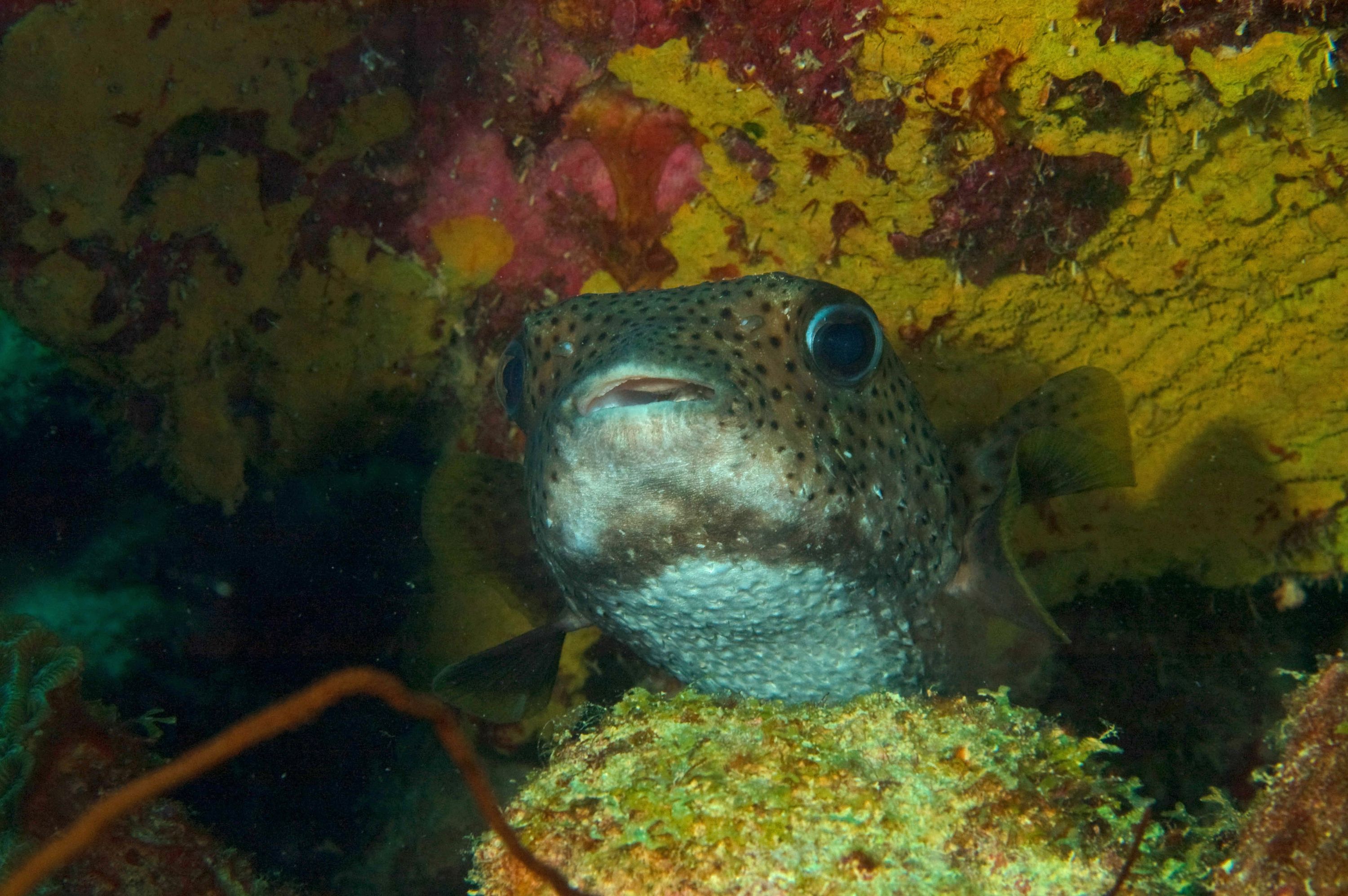 Porcupine (Puffer) Fish