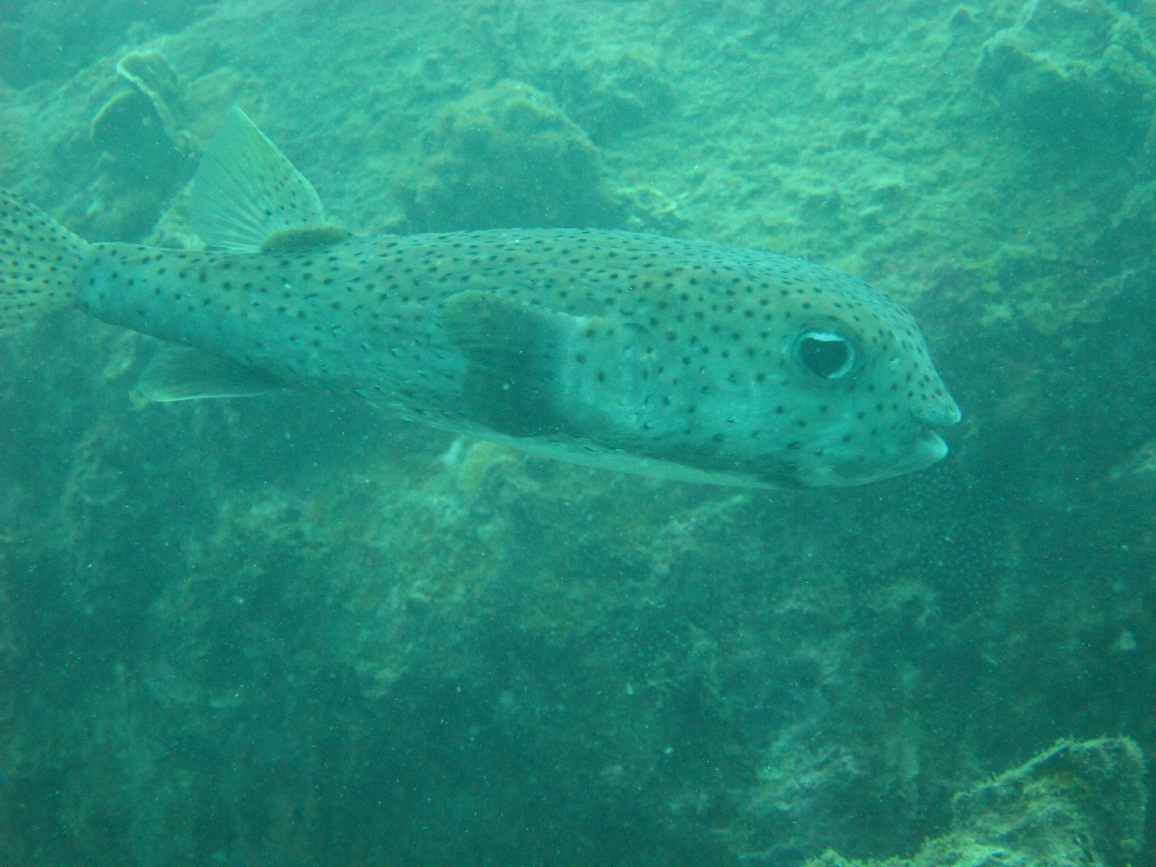 porcupine puffer fish