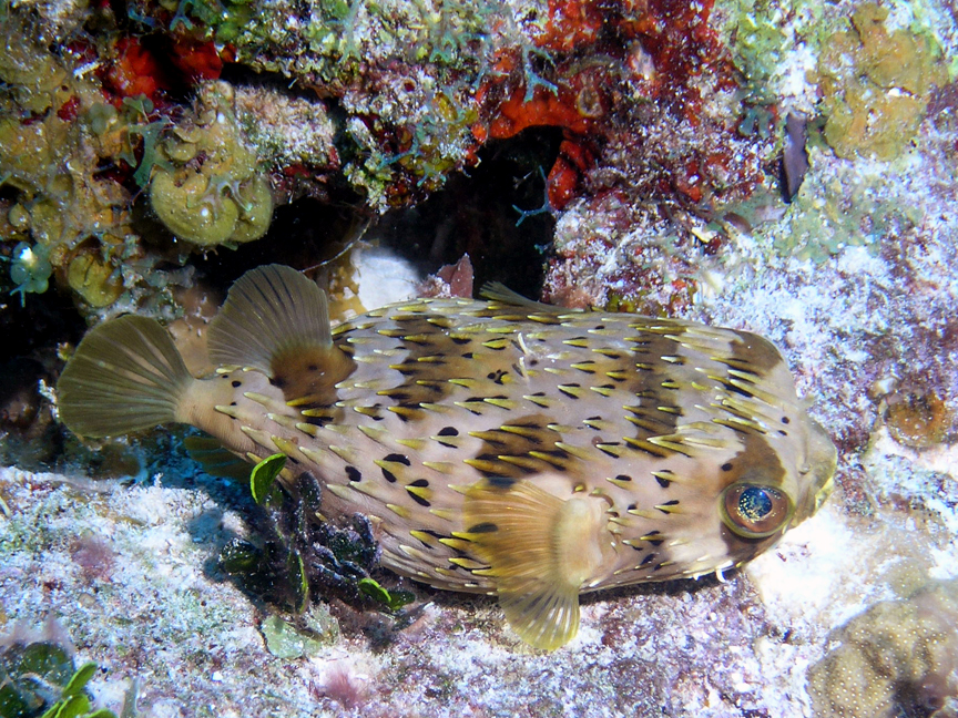 Porcupine Puffer