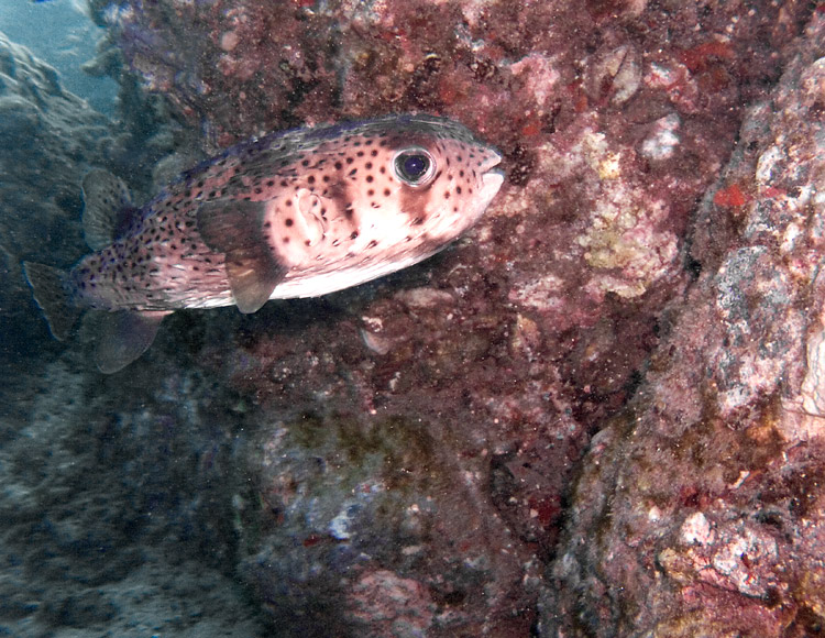 Porcupine_Pufferfish_PB030079