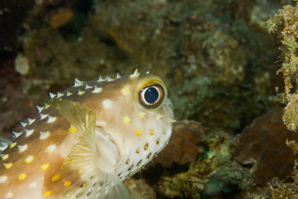 Porcupinefish (Diodon nicthemerus)