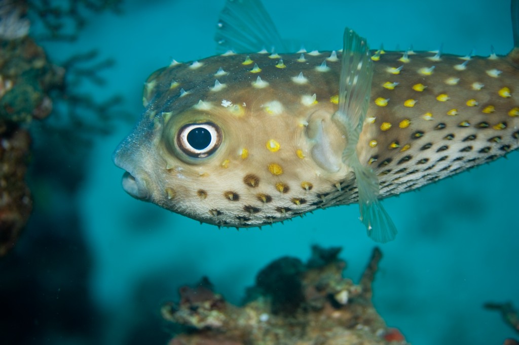 Porcupinefish (Diodon nicthemerus)