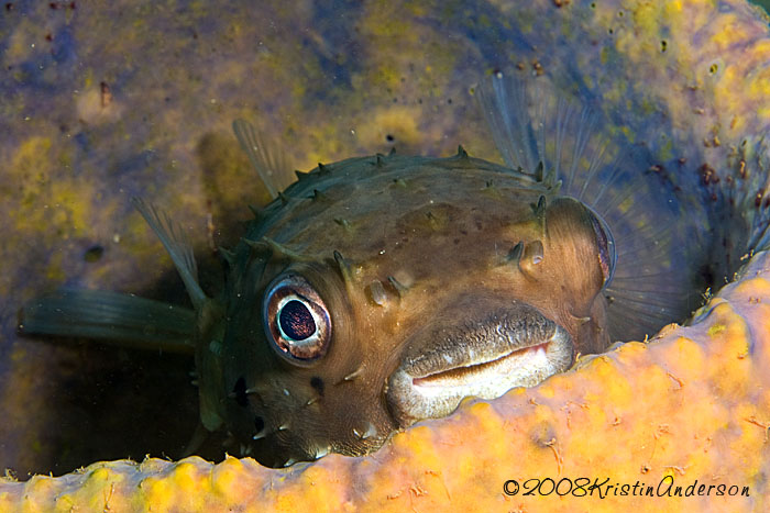 Porcupinefish in barrel sponge