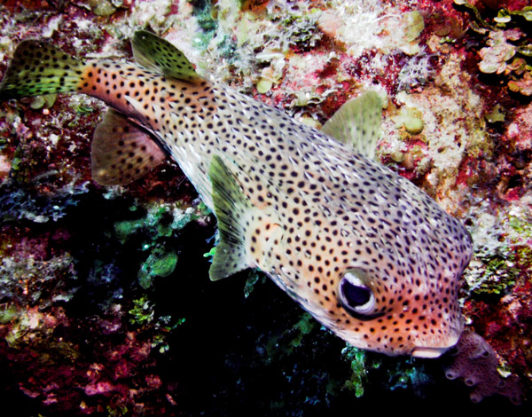 Porcupinefish.jpg