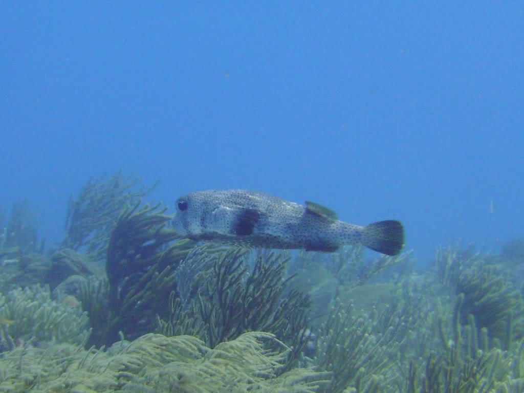 Porcupinefish