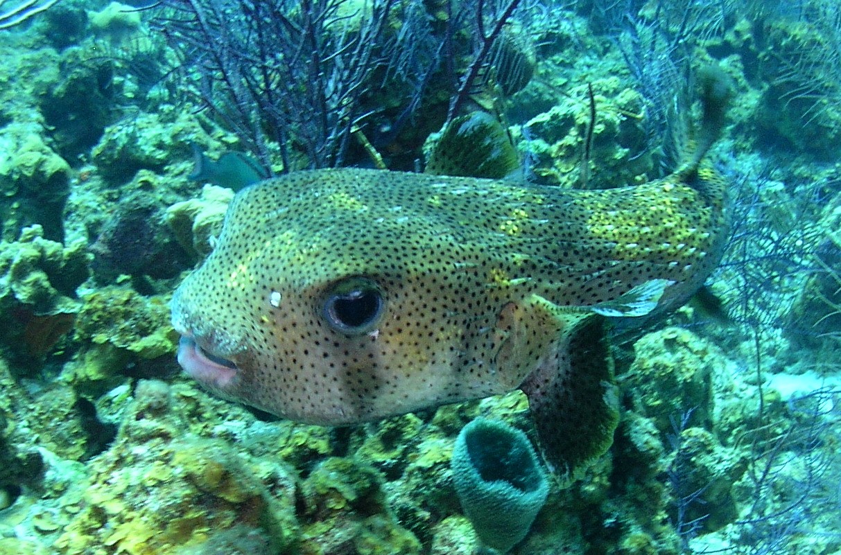 Porcupinefish