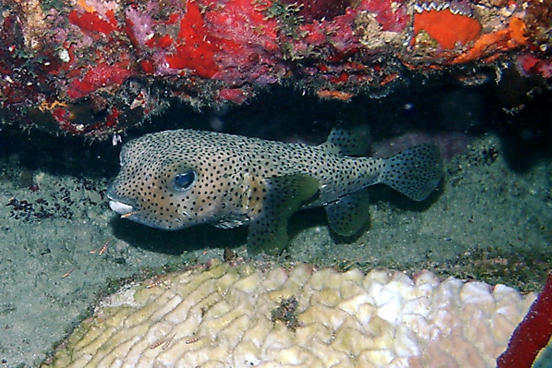 Porcupinefish