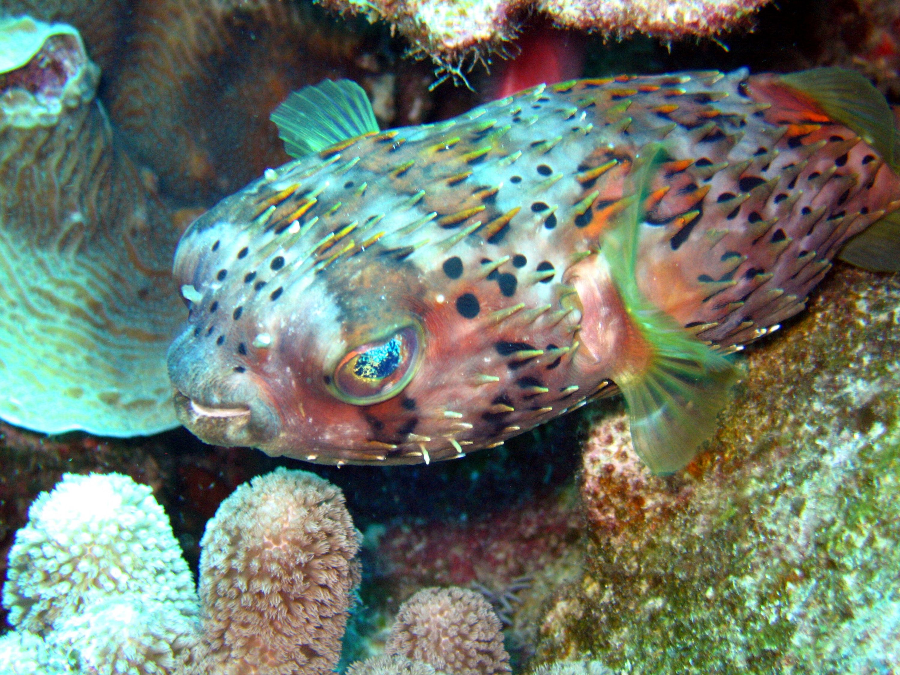 Porcupinefish