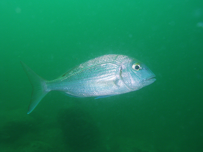 Porgy - Destin Jetties