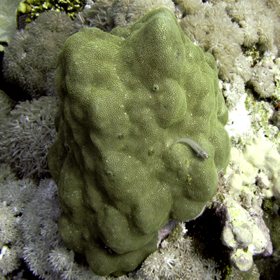 Porites_solida_and_dentex_blenny